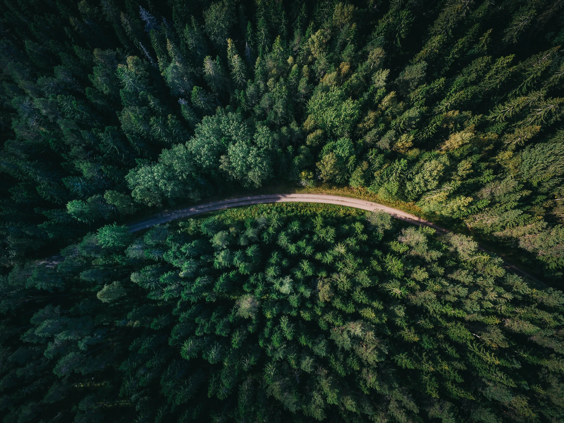 environment-forest-road